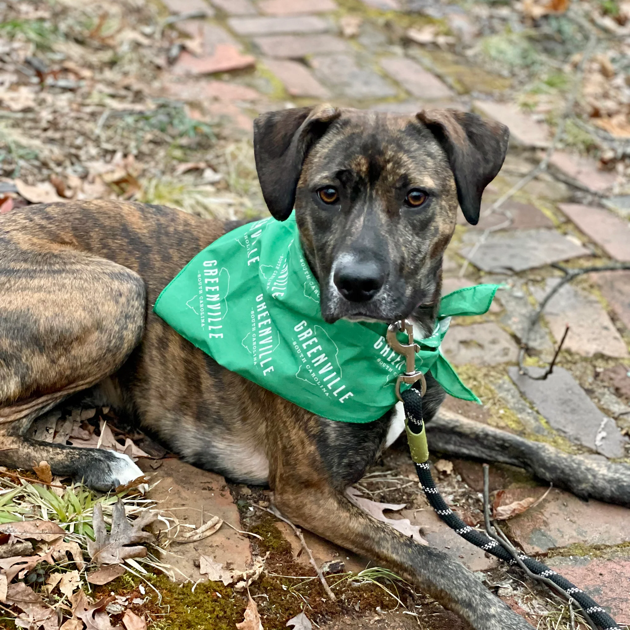 Dog Bandana